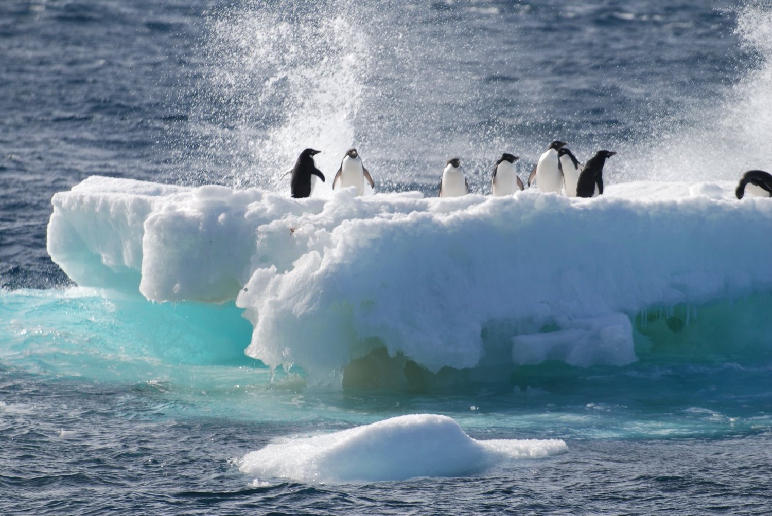 Penguins leaping from an Antarctic ice floe