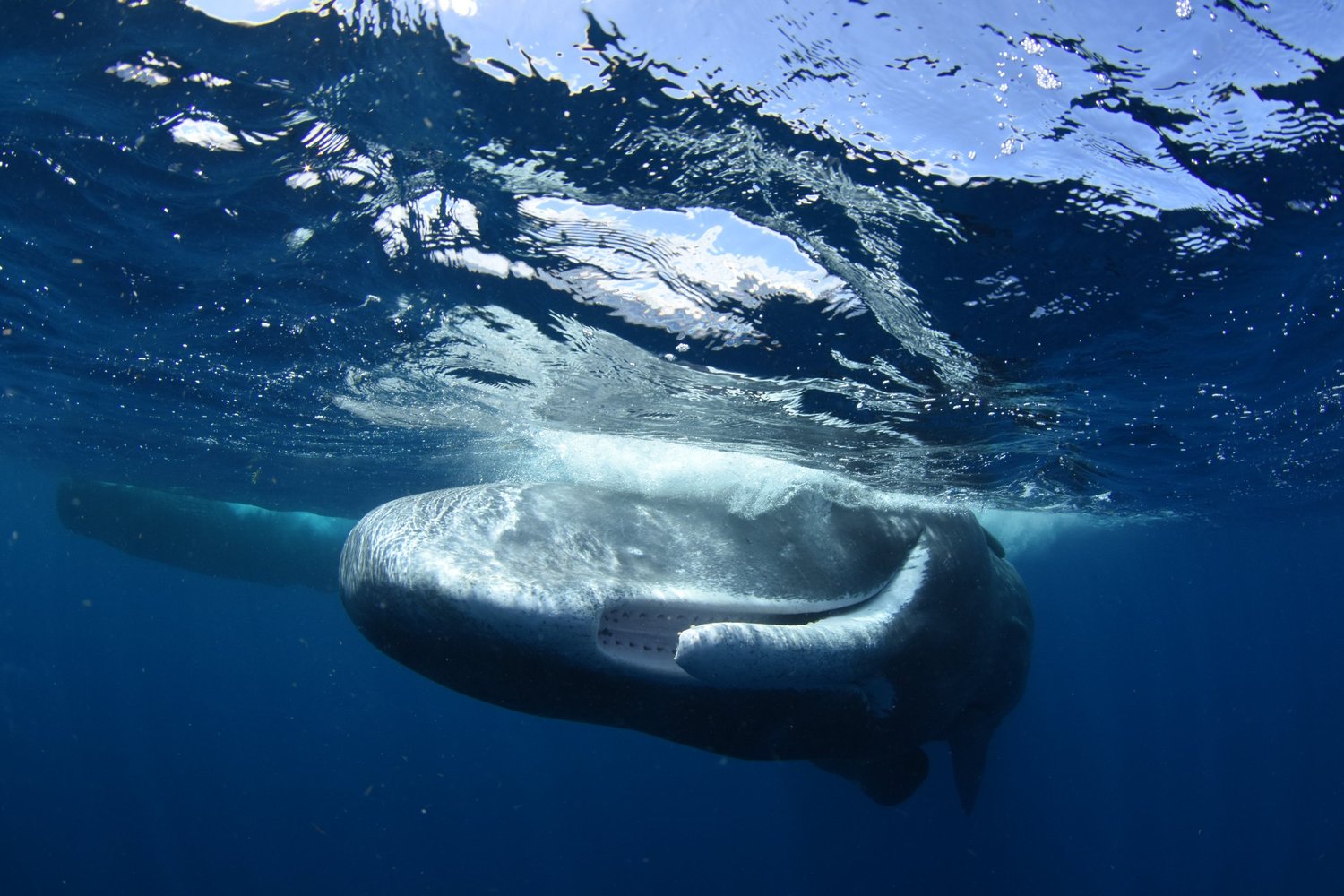 Sperm whale just below the surface in Dominica